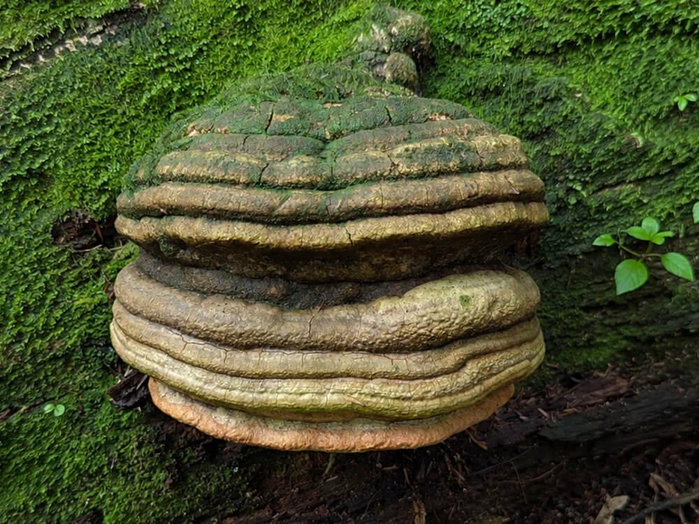Agarikon Mushroom: Role in the Mind's Eye Formula