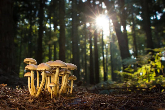 The Mushrooms Of Medicine Box, Part: Mind's Eye Introspection