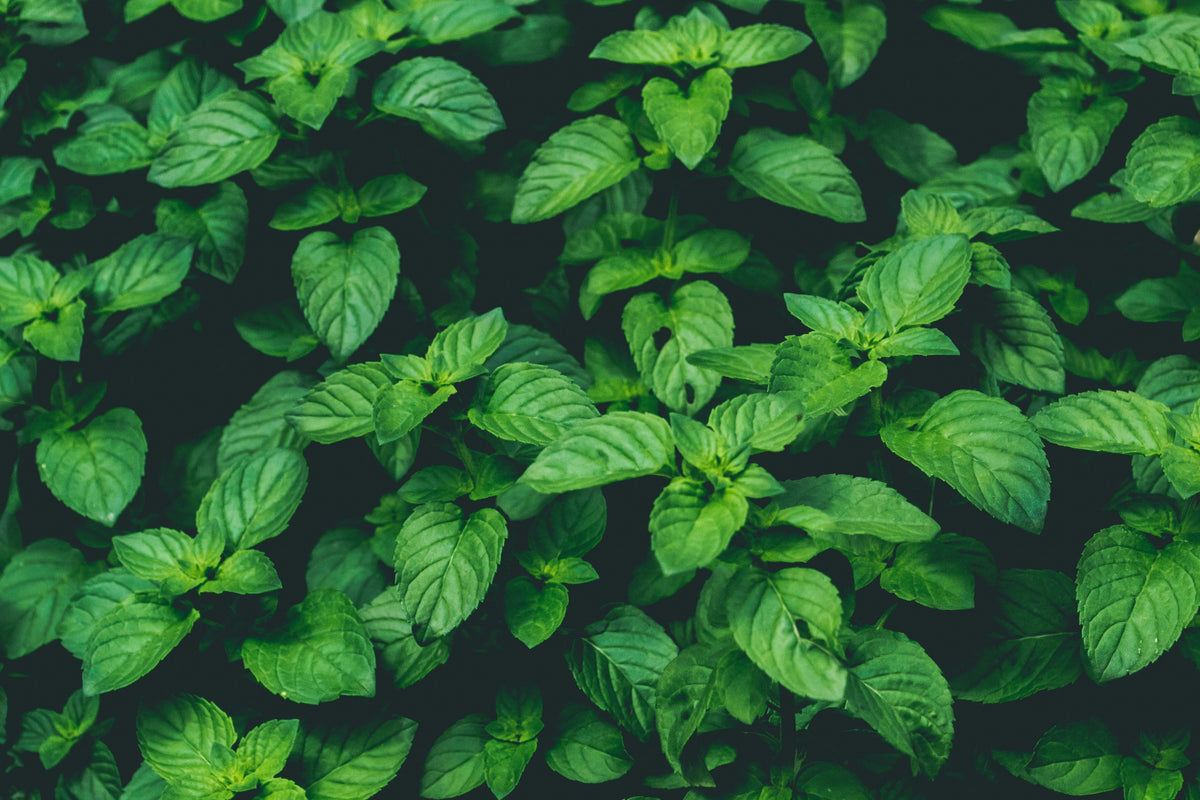 Holy Basil (Tulsi) fresh green leaves on neutral background — bright botanical close-up | Medicine Box