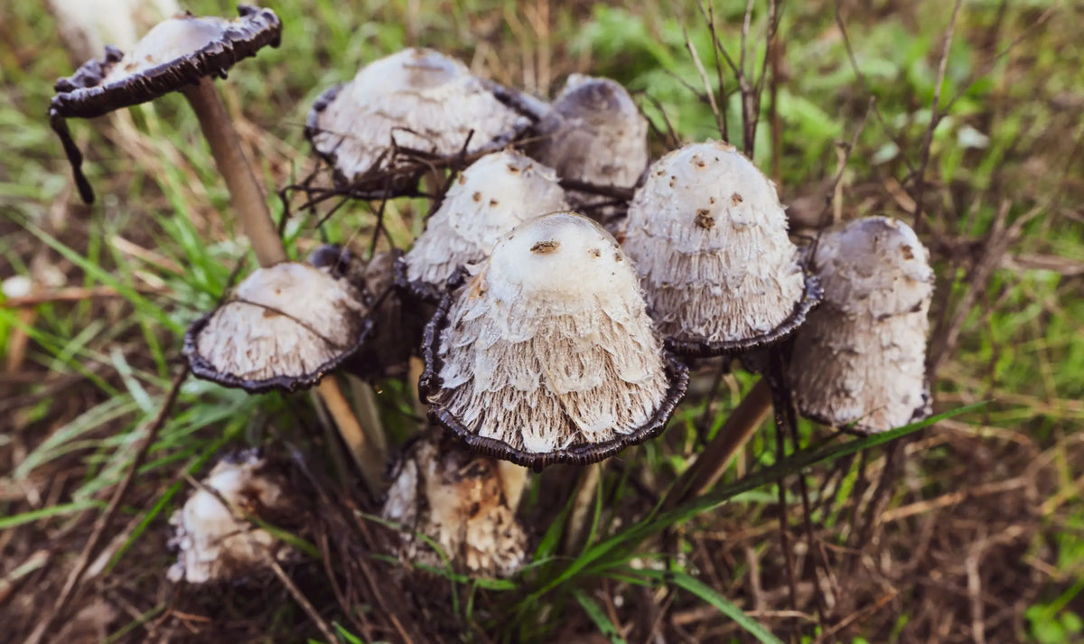 Close-up of Lion's Mane mushroom — white cascading strands against dark background | Medicine Box