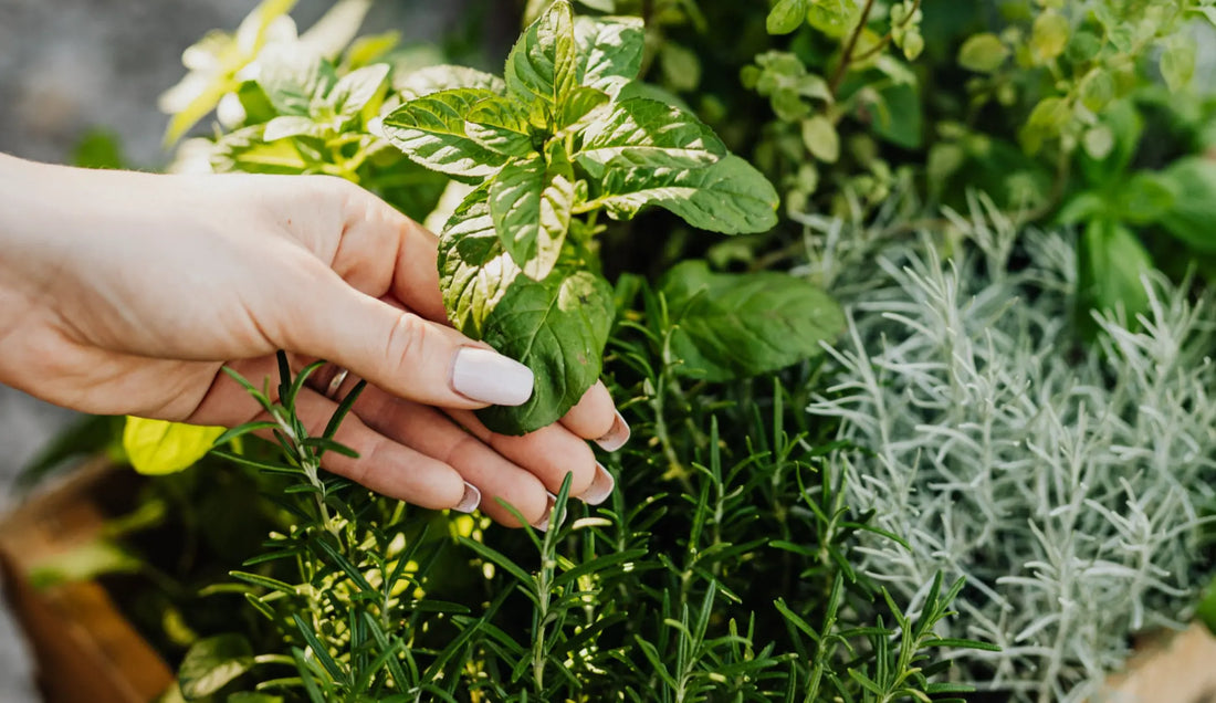 Hands holding natural herbs in warm light, representing safe sourcing in a Medicine Box blog