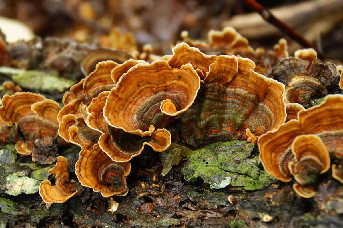 Turkey Tail mushrooms growing on log — concentric rings of brown, tan and white | Medicine Box